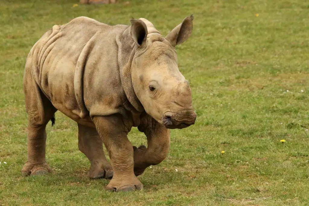 boissiere-zoo-camping